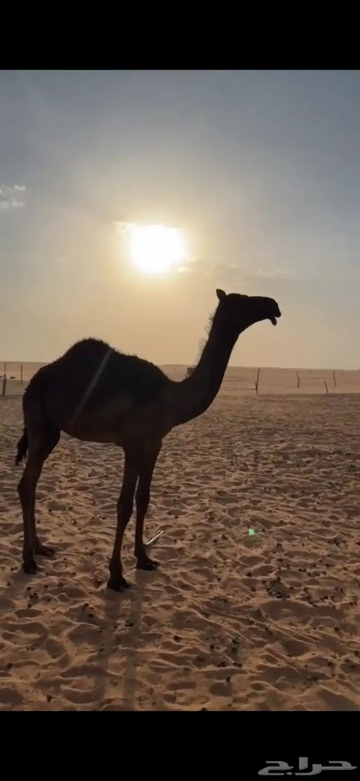 قعود فحل ولد الوافي 0