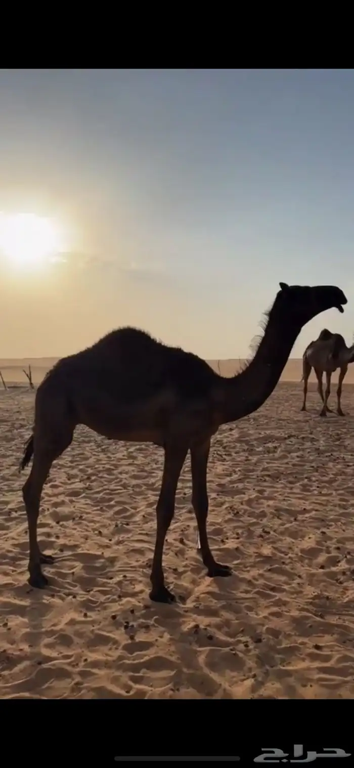 قعود فحل ولد الوافي 1