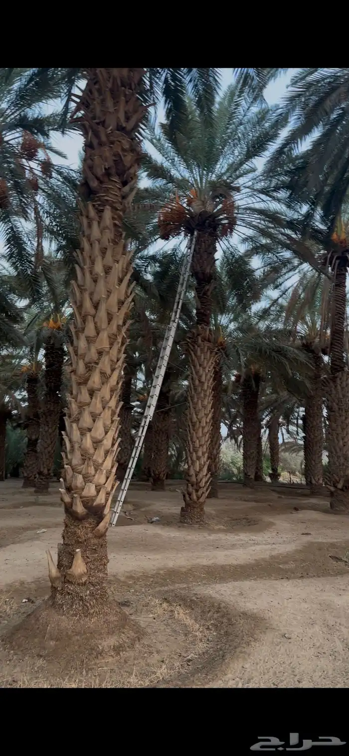نخل للبيع 3