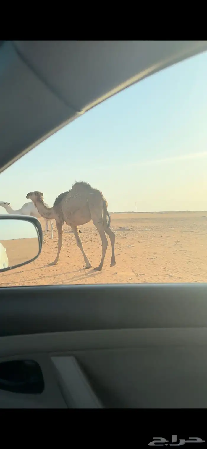بكره مفرودقصب العمر من 10 إلا سنه سمين وطيبه الموقع الطيري 0