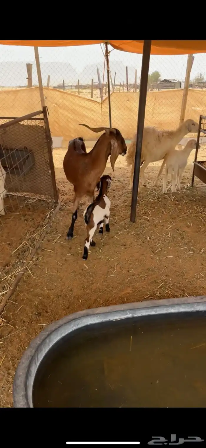 للبيع عنز جنوبيه تحتها تيس 1