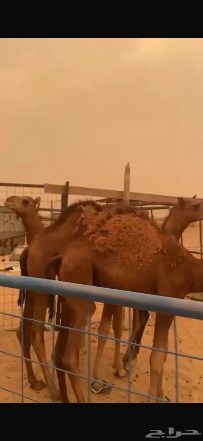 قعود للبيع 0