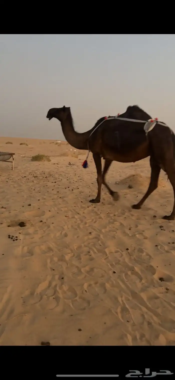 مجهم ضروبه مبيوع ولدها 0