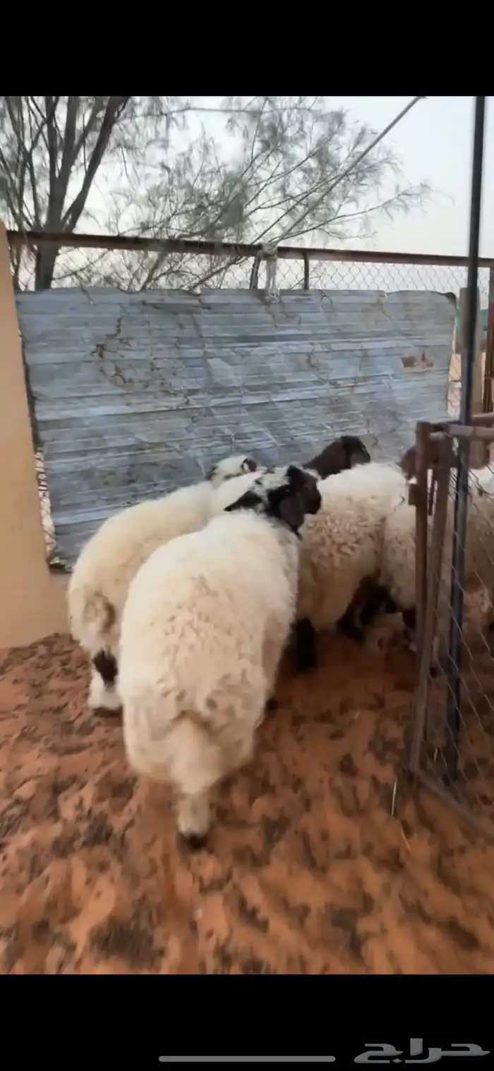 خرفان نعيم ورخال 3