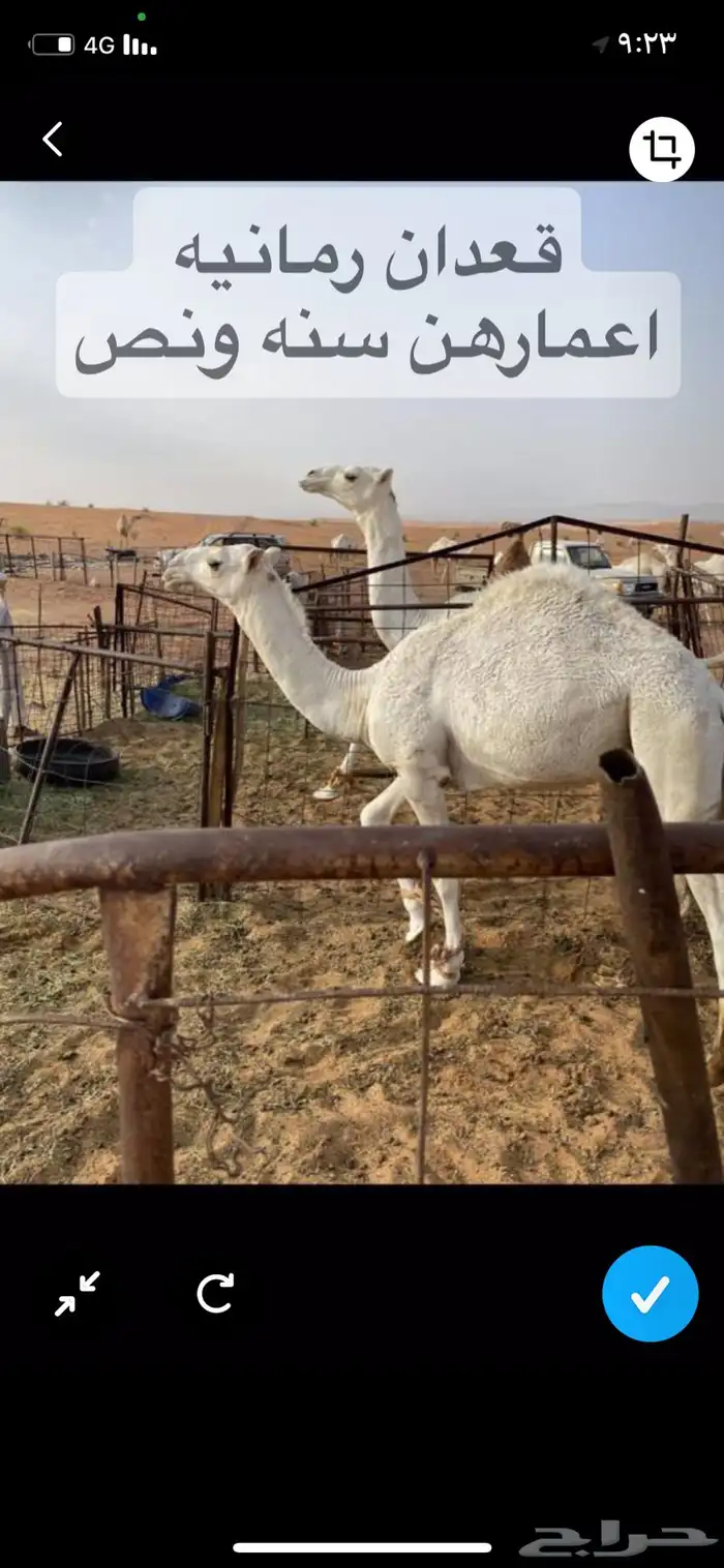 قعدان مزاين 0