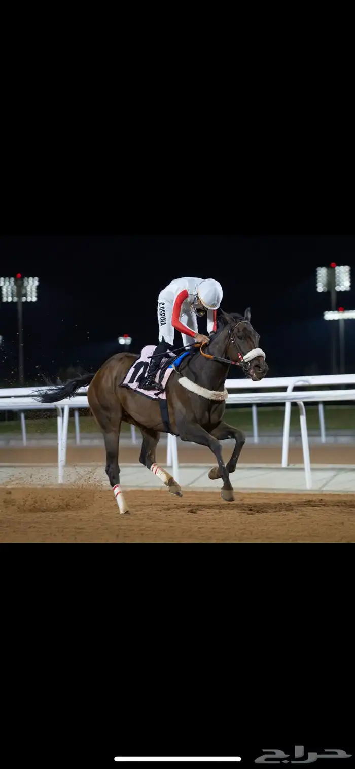عسافه خيل وتشغيل خيل سباق 0