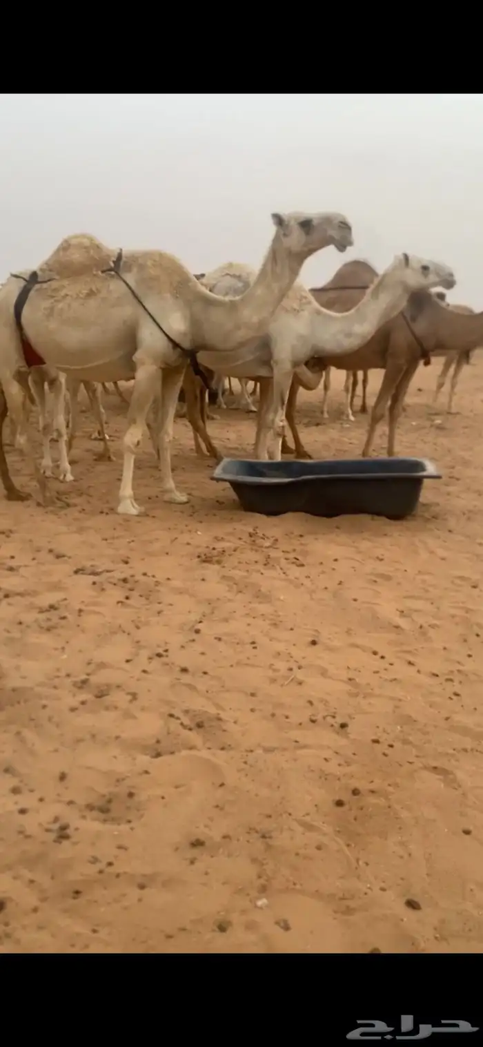 عشراء وضحى كفوو 1