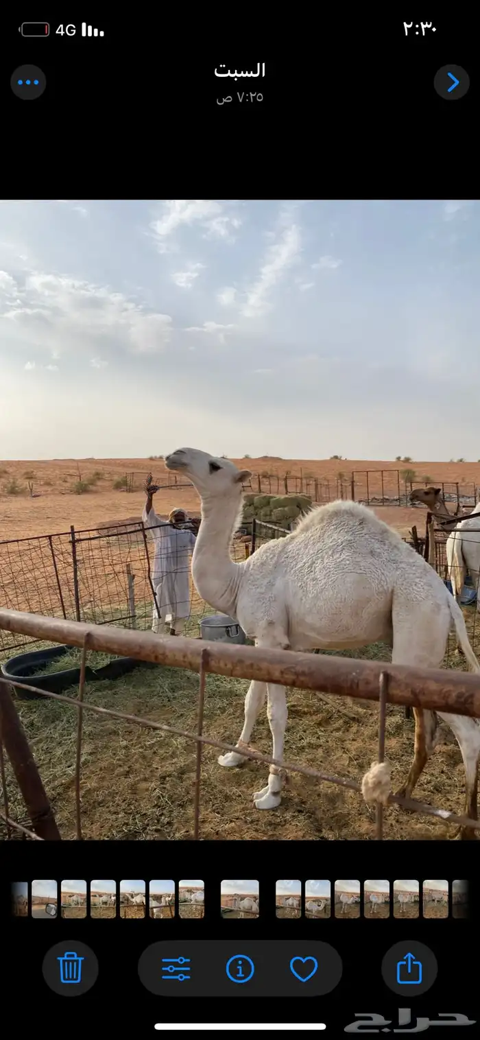 قعدان مزاين 3