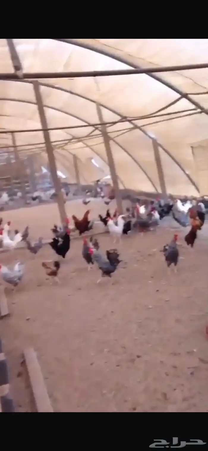 دجاج بلدي بياض 3