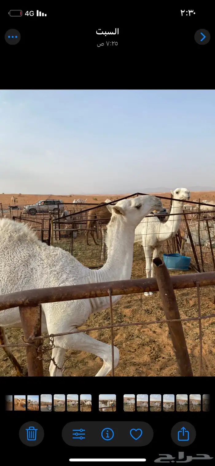 قعدان مزاين 5