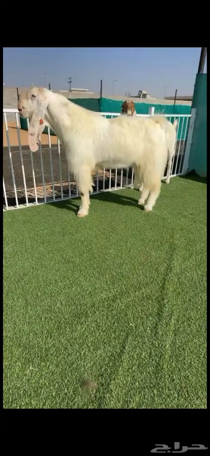 فحل تيس مصري 0