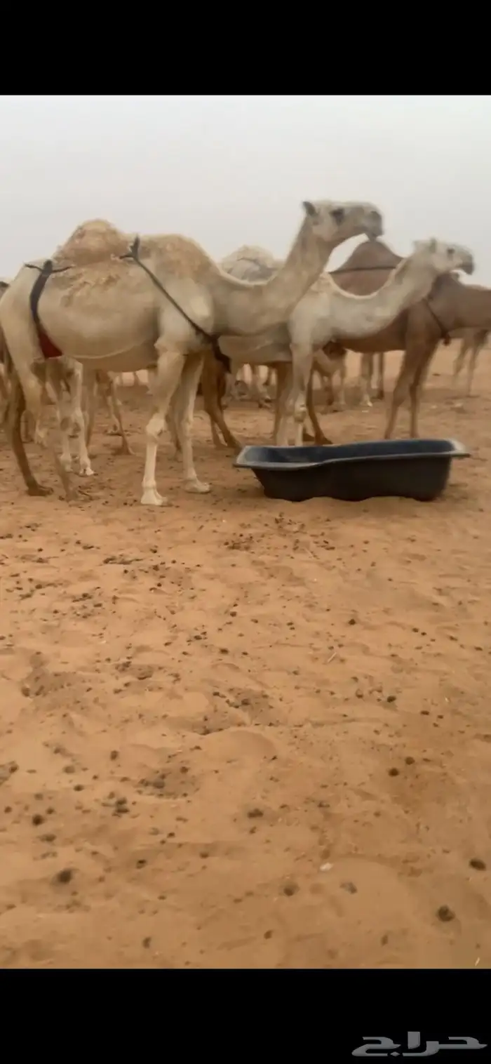 عشراء وضحى كفوو 0