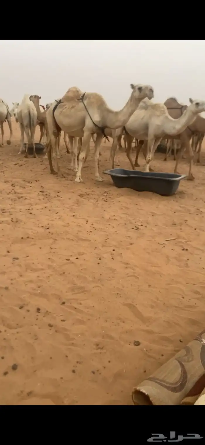 عشراء وضحى كفوو 2