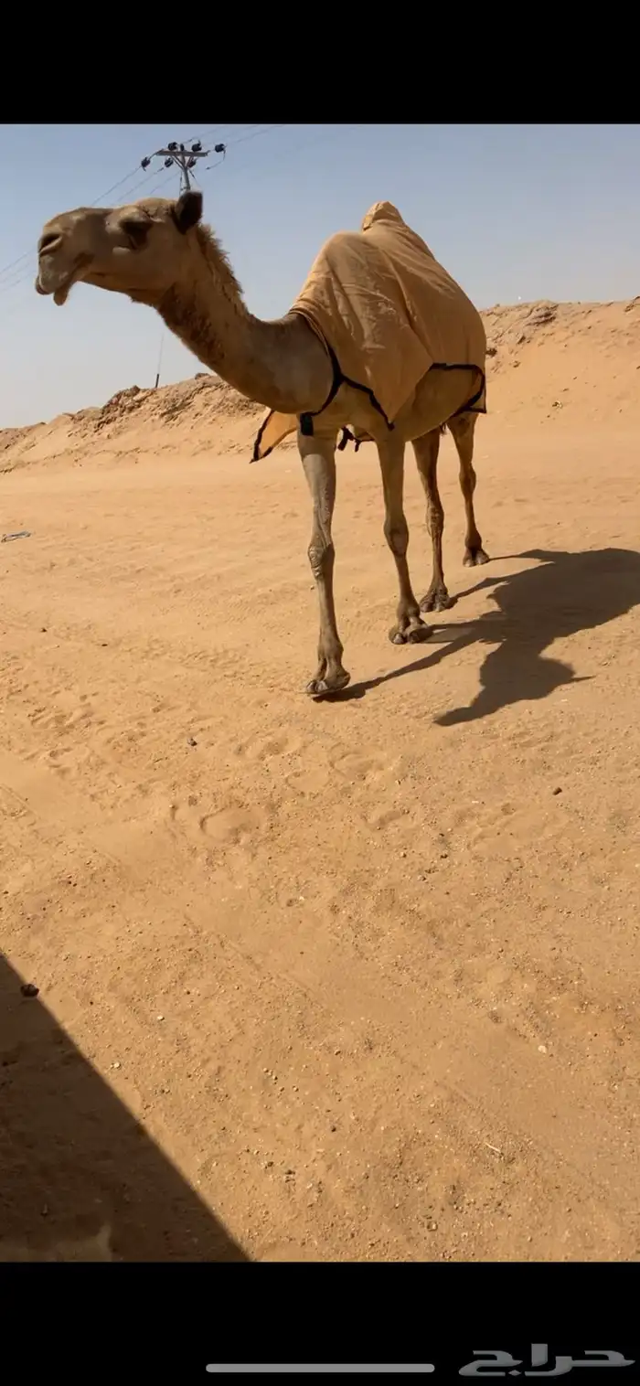 للبيع شعلا لقحه منتج طيبه 0