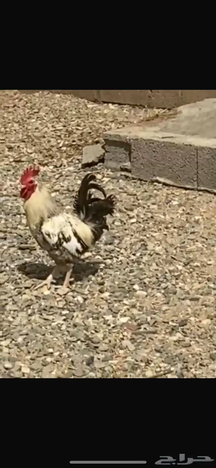 ديك بلدي كفو اذان وإضراب شرط ونظيف 0