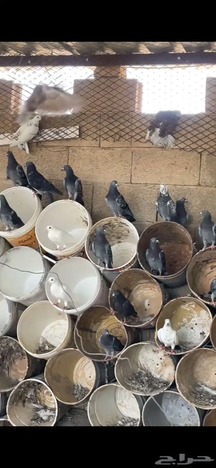 عشة حمام 1