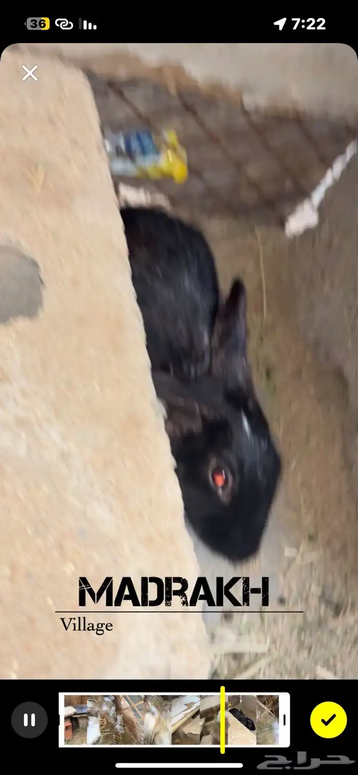 أرنب للبيع 0