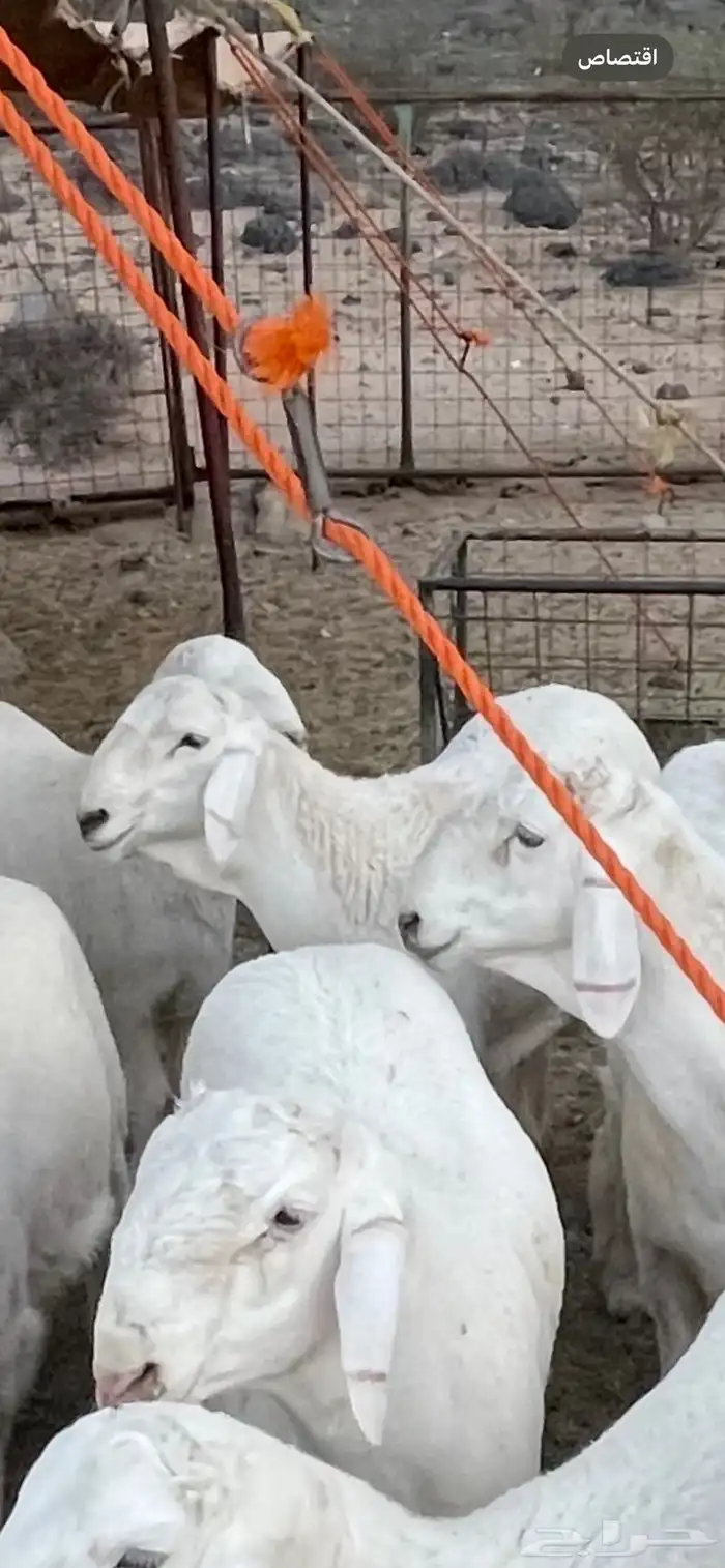 طليان صنف مشاريع فحول 4