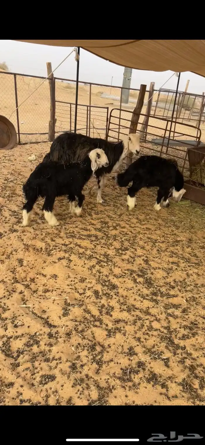 نجديه رغوث بتوم 0