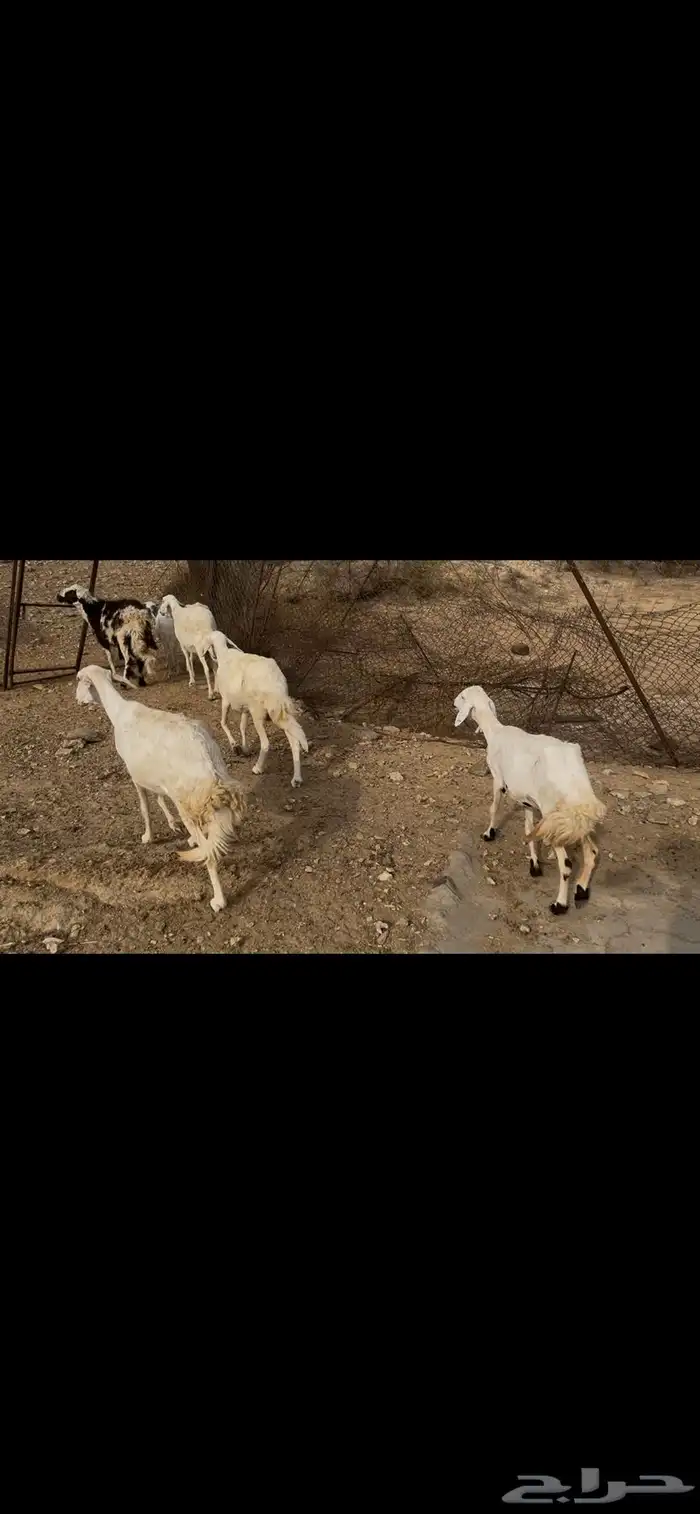 ضان بالفحل للبيع.. تم البيع 2