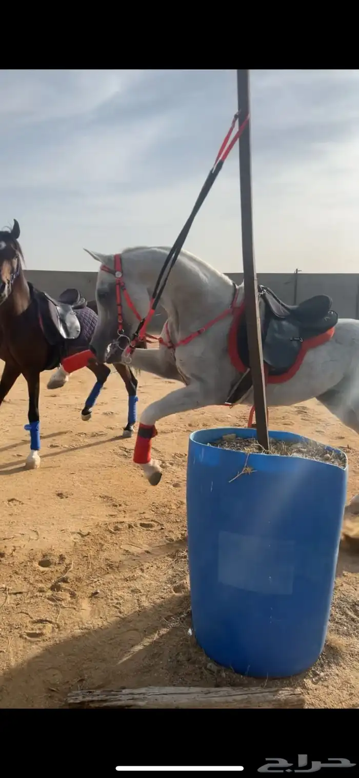 استعراض فعاليات خيول عربيه اصيله 3