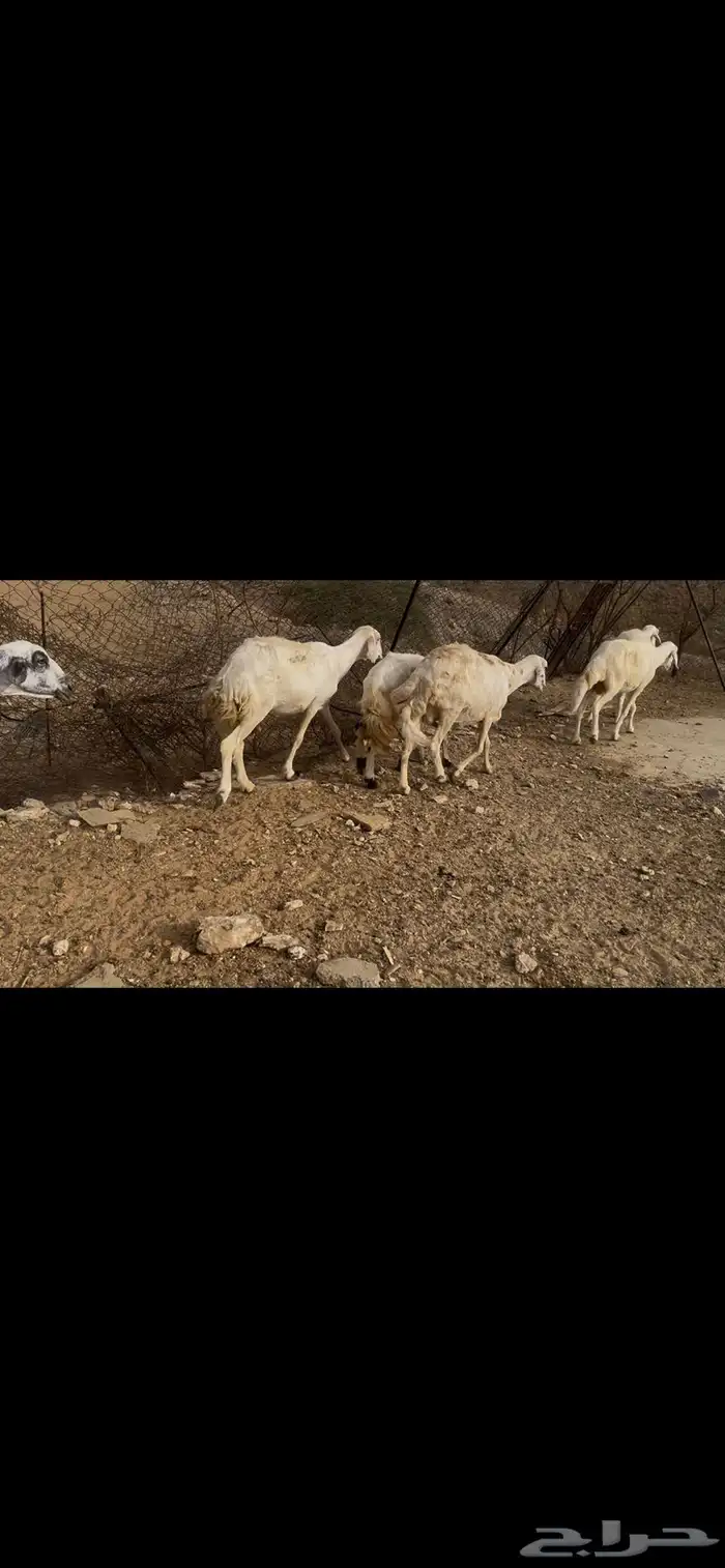 ضان بالفحل للبيع.. تم البيع 3