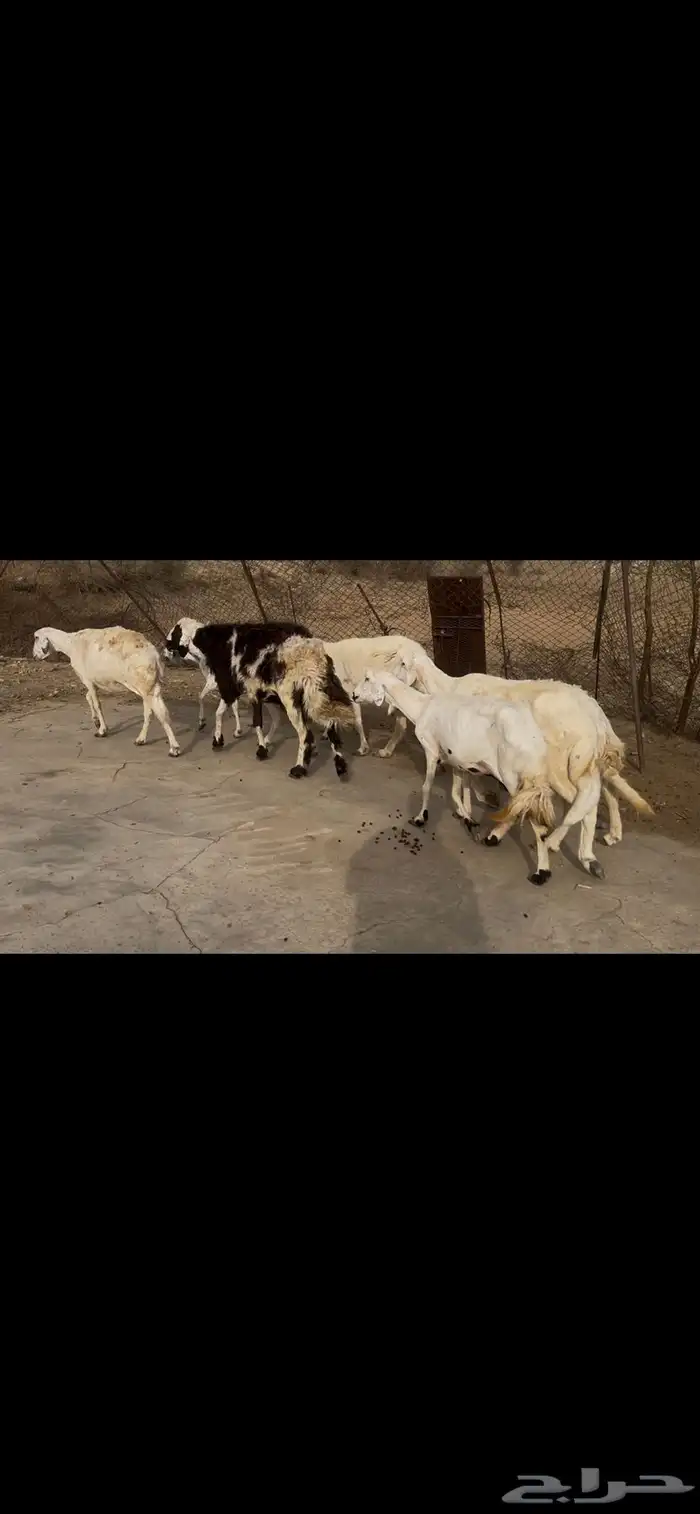 ضان بالفحل للبيع.. تم البيع 0
