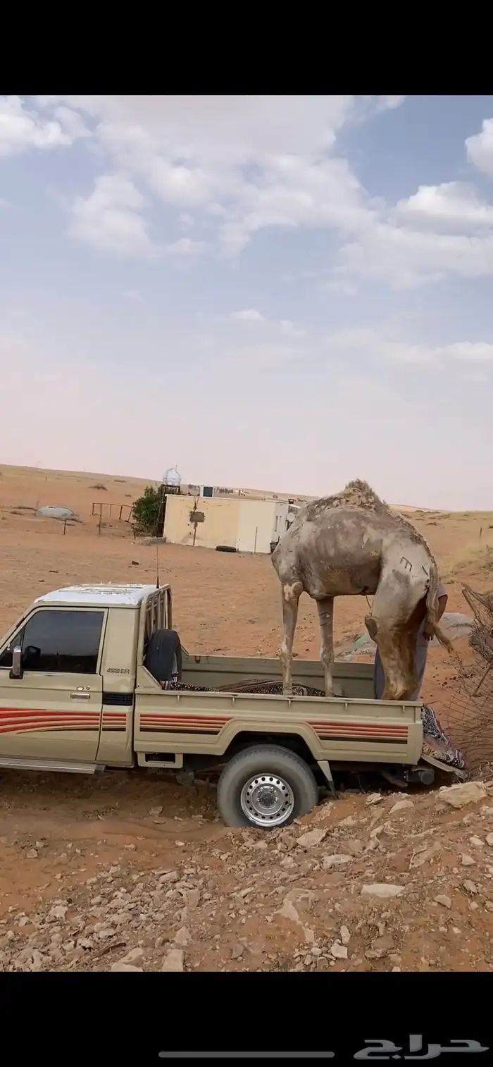 جمل ركبي او قليصه طبع شرط 5