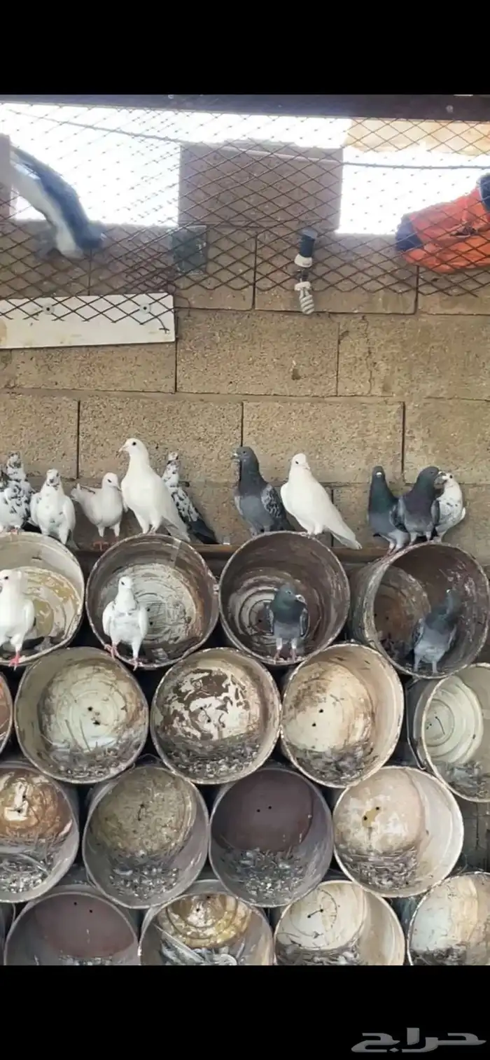 عشة حمام 0