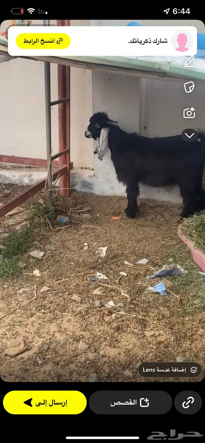 معزا 2 ومعها تيس 3