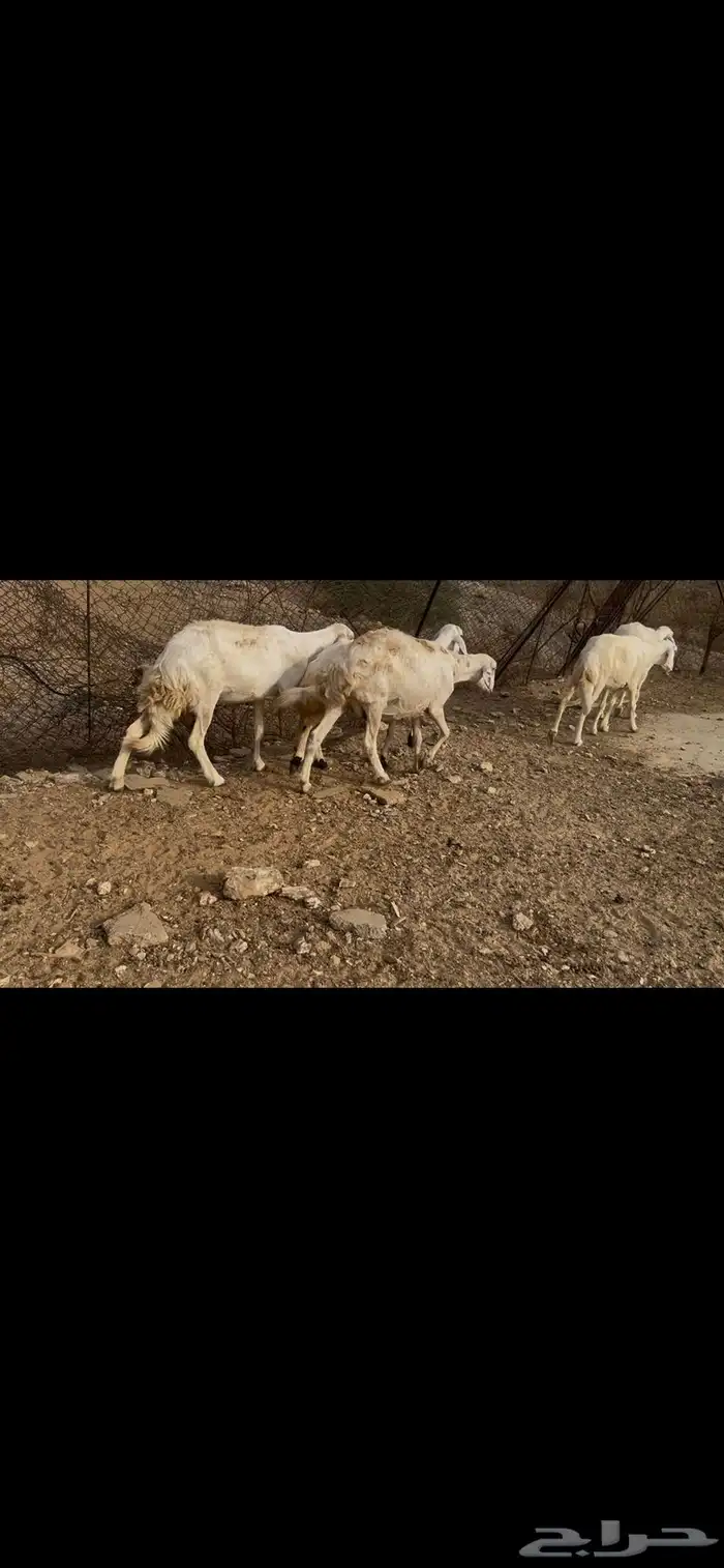 ضان بالفحل للبيع.. تم البيع 1