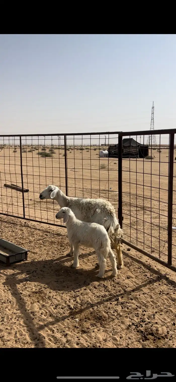 حرية تحتها رخله 2