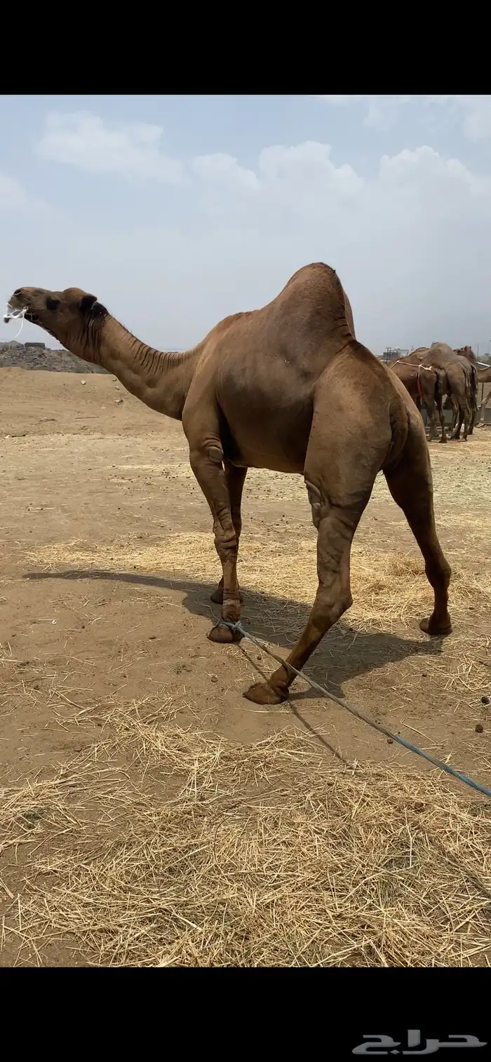 بعير ساحلي مشروط 3