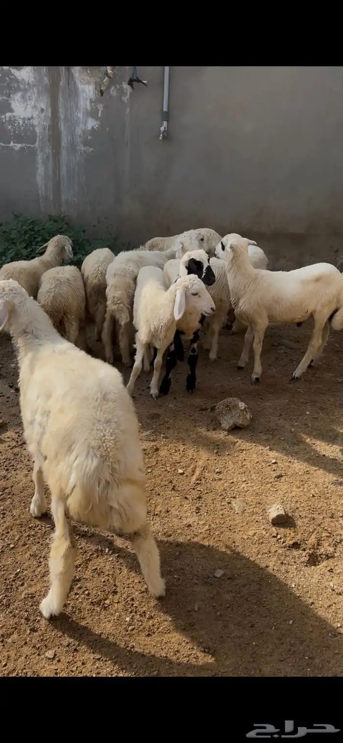 خرفان ورخال العدد 10 7ايناث و3ذكران. اعمارها من 3شهوروفوق 1