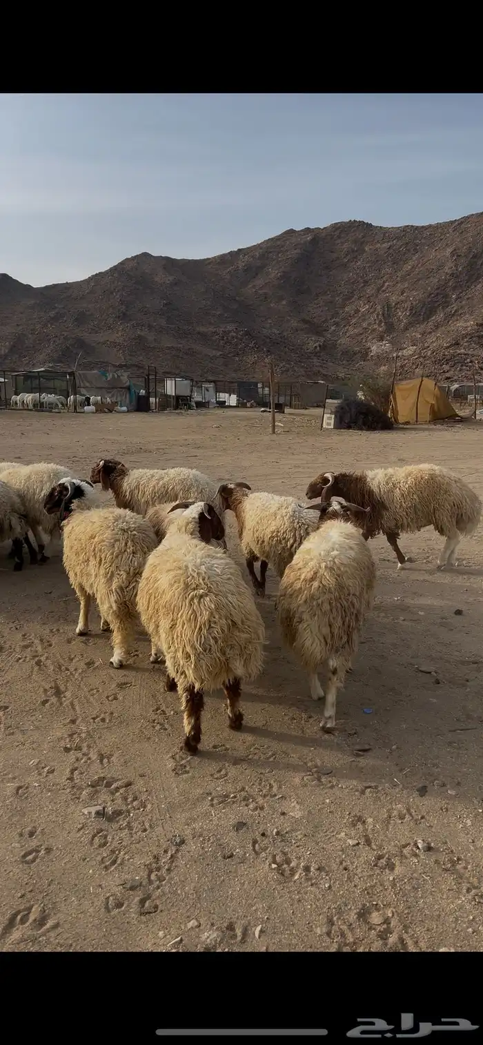 خرفان نعيم طليان 0
