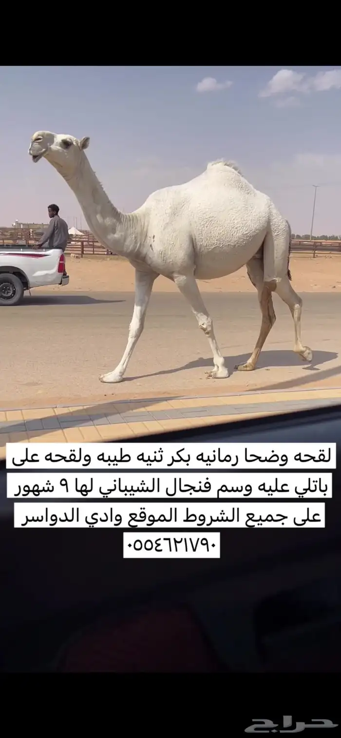 لقحه وضحا ثنيه كفو 0