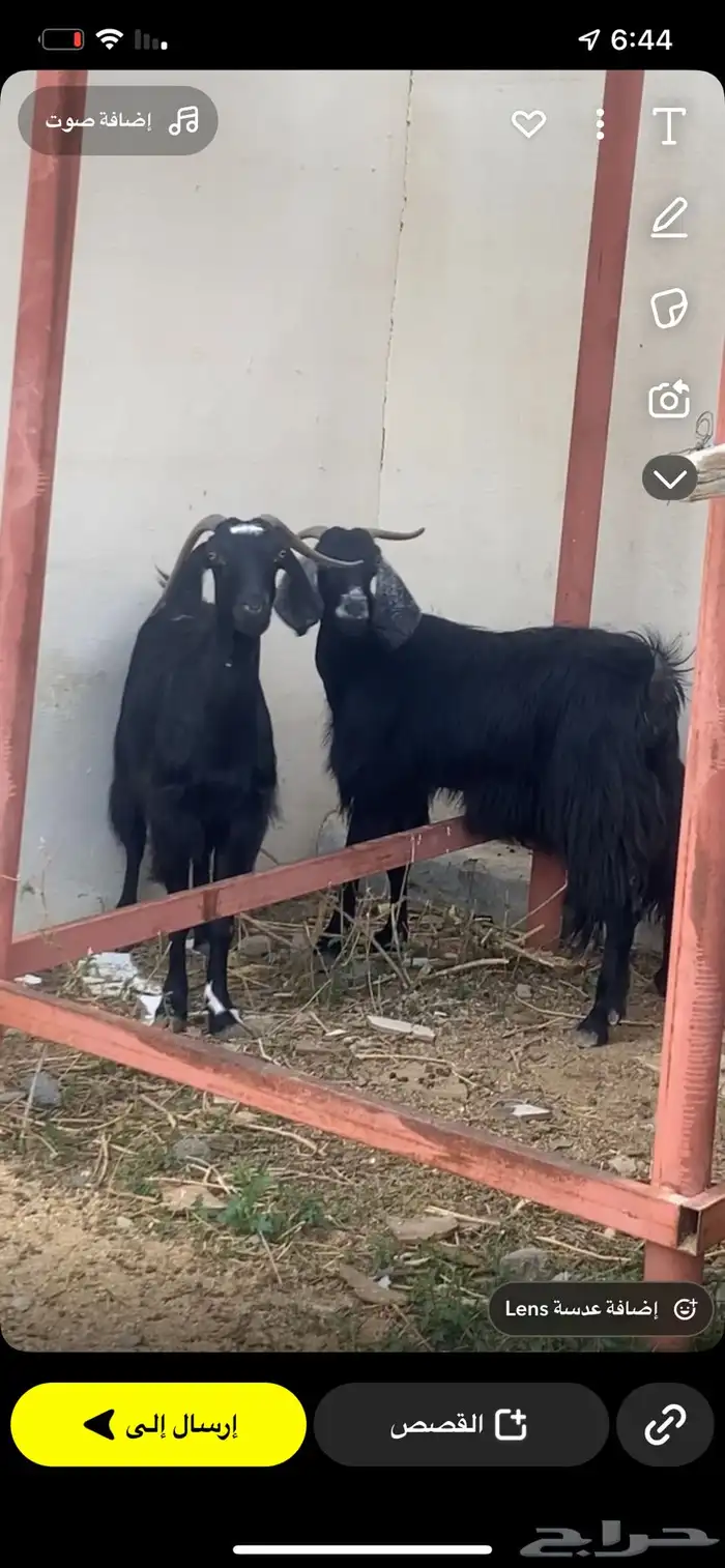 معزا 2 ومعها تيس 0