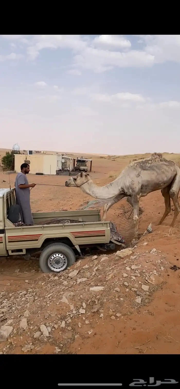 جمل ركبي او قليصه طبع شرط 3