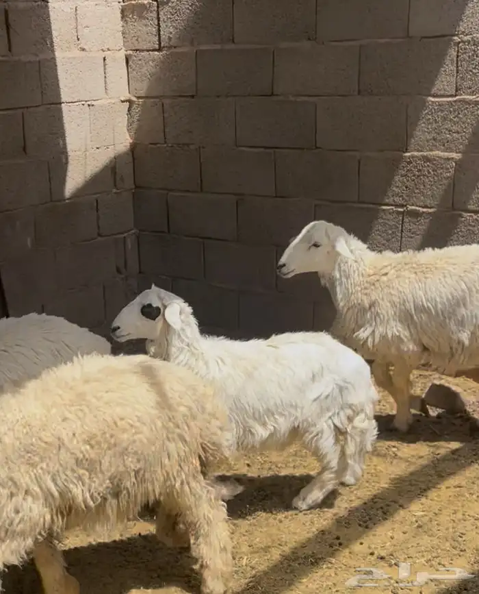 طليان للبيع 1