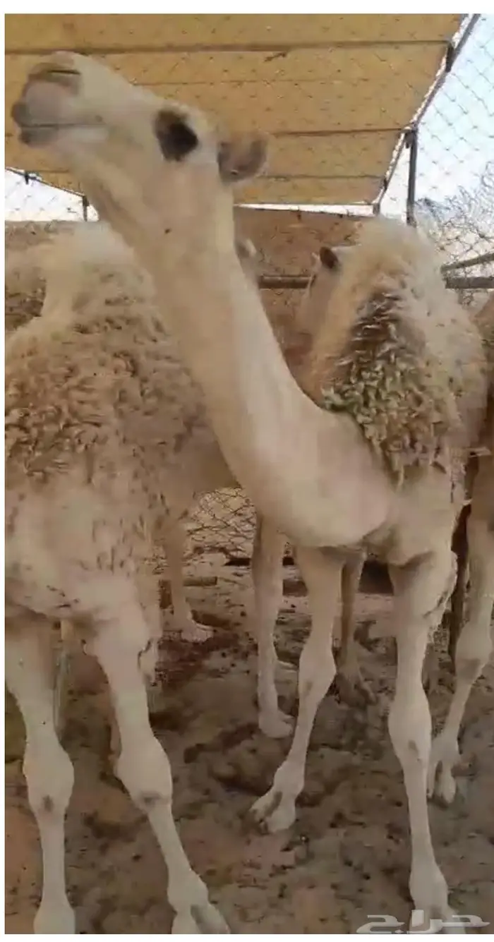 7 حشوان طيبه 2