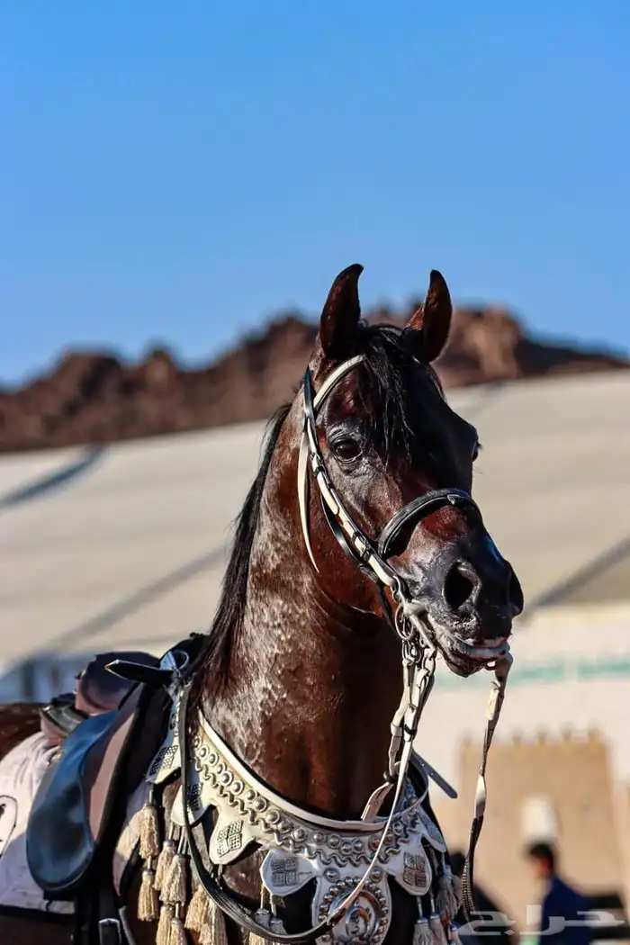 مزاد أصايل الخيول لبيع وشراء الخيل 3