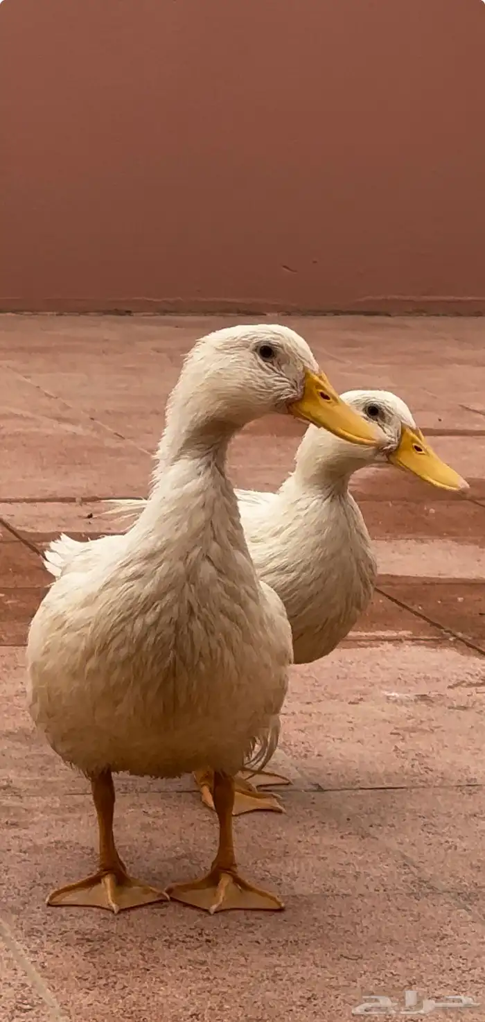 بطه بط للبيع 1