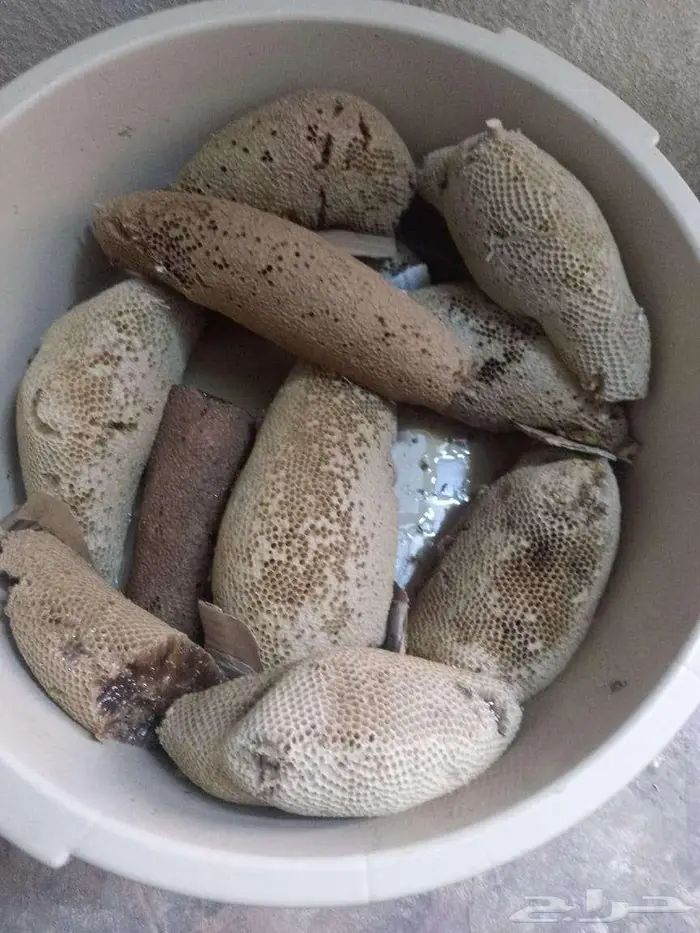 عسل بري حر اليوم 3
