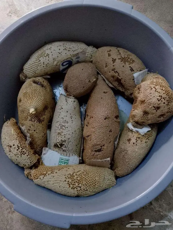 عسل بري حر اليوم 2