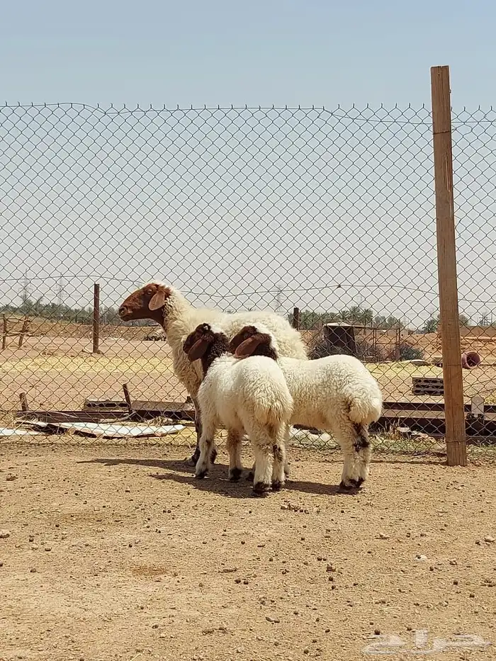 بيعت الله يبارك له نعيمه حدره توم 2