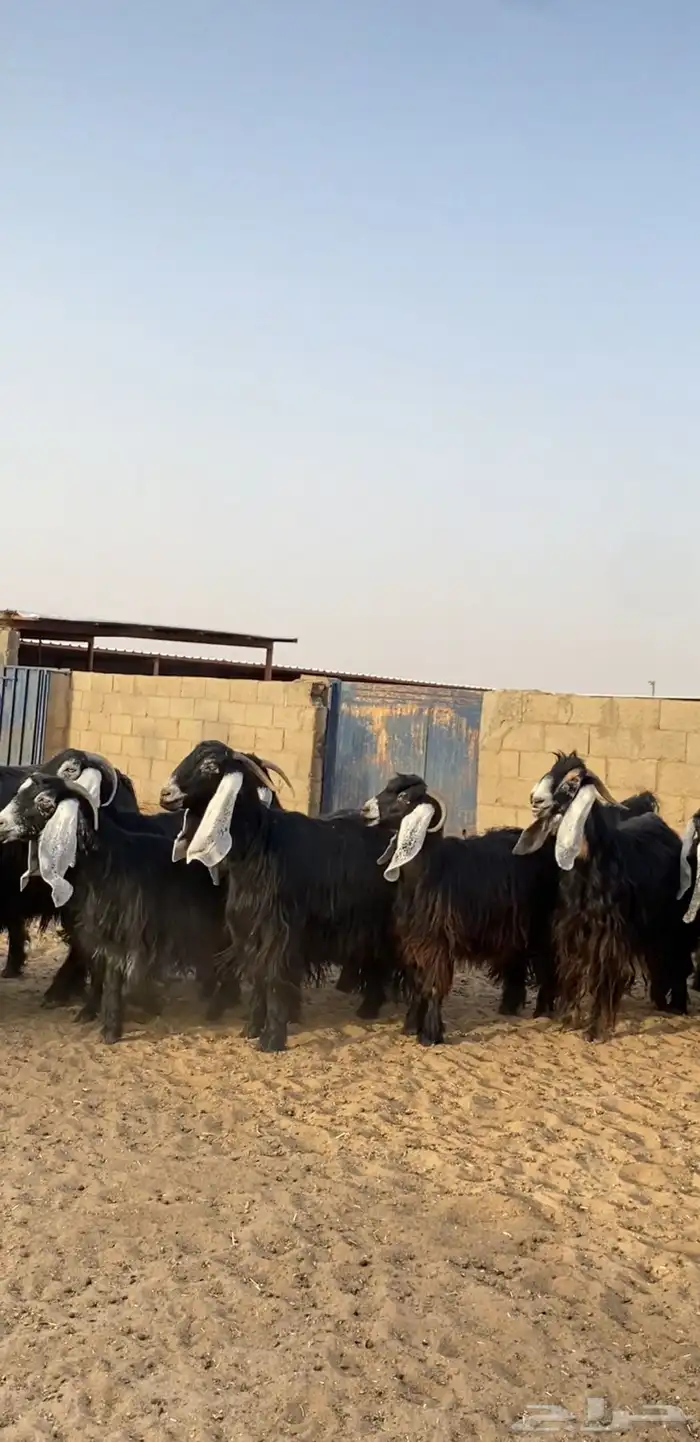 معزا عوارض صنف 1