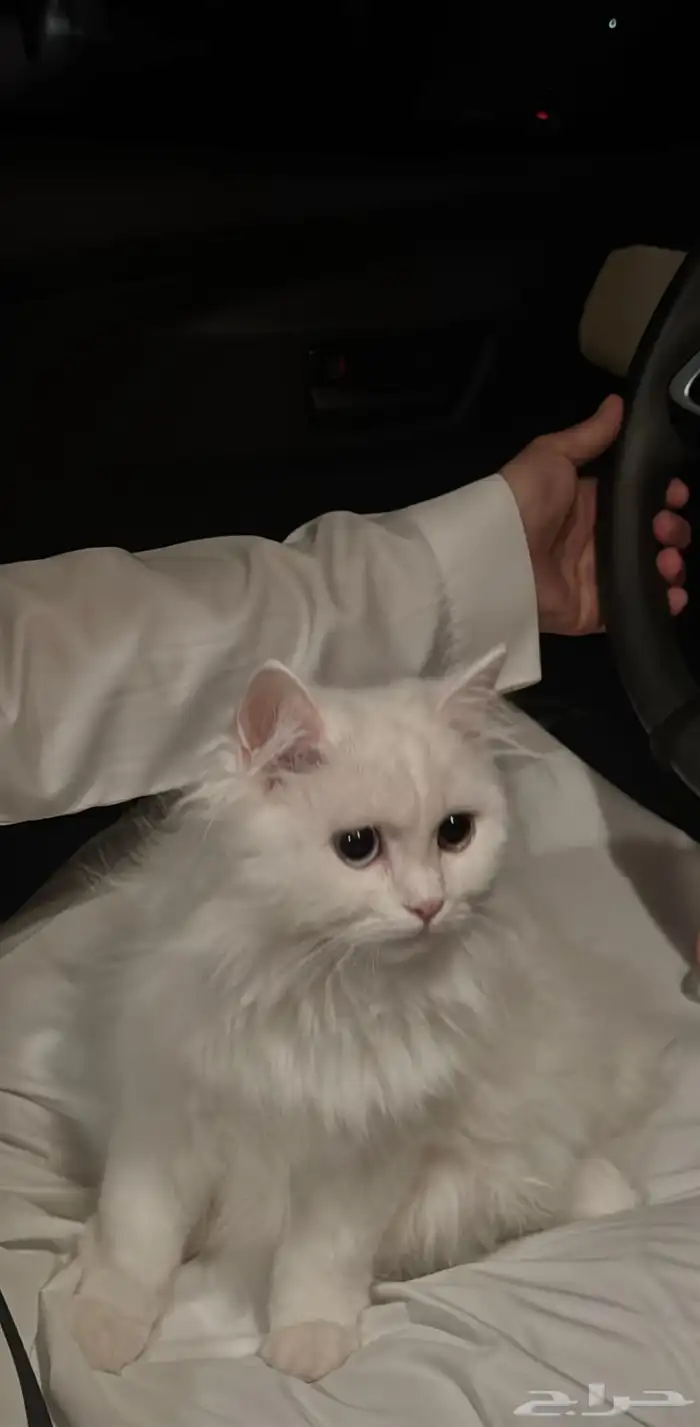 قطو للتبني 1
