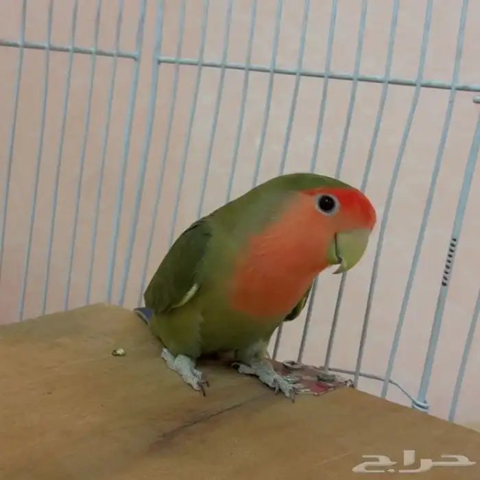 للبيع زوج طيور روز منتج 2