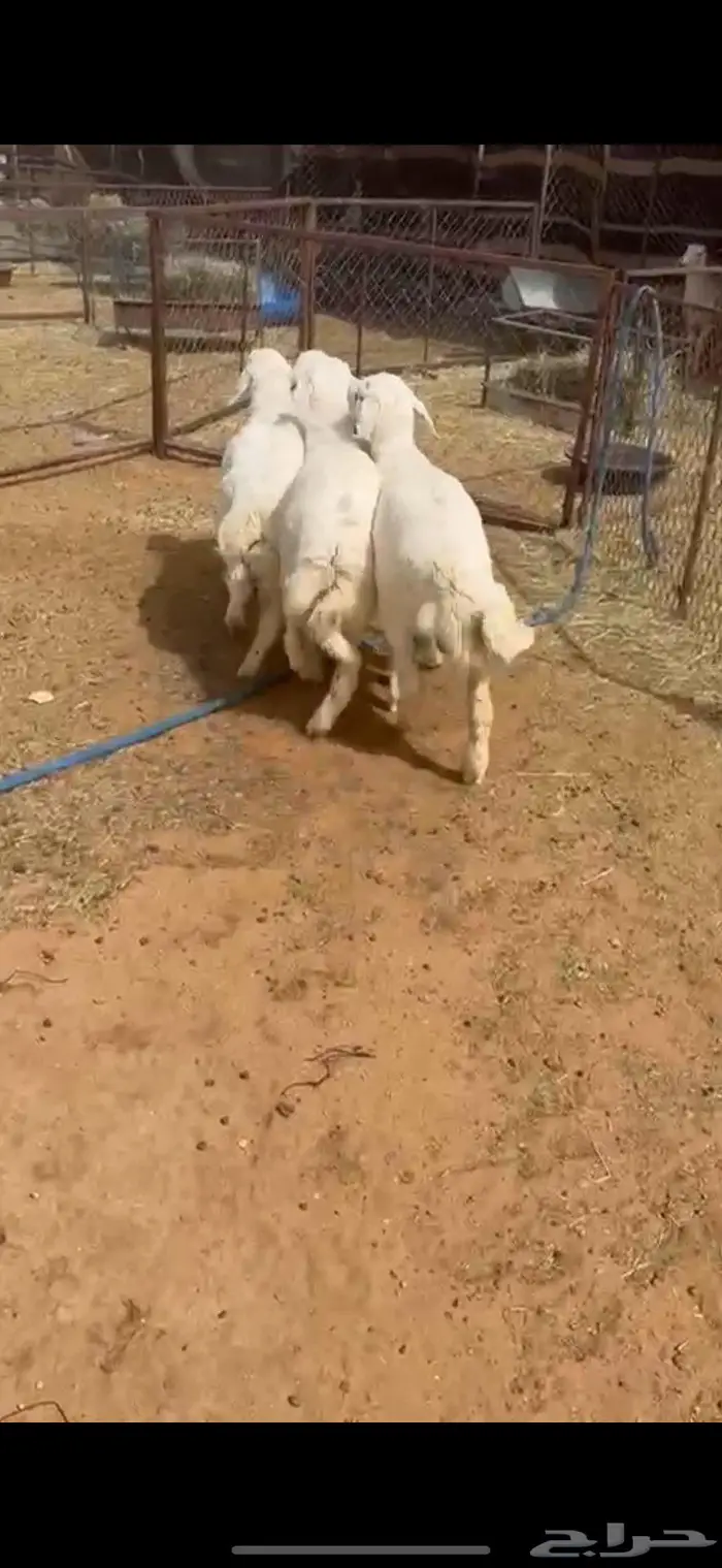 شاة متبع نعيميه وخرفان حريه تم البيييع 4