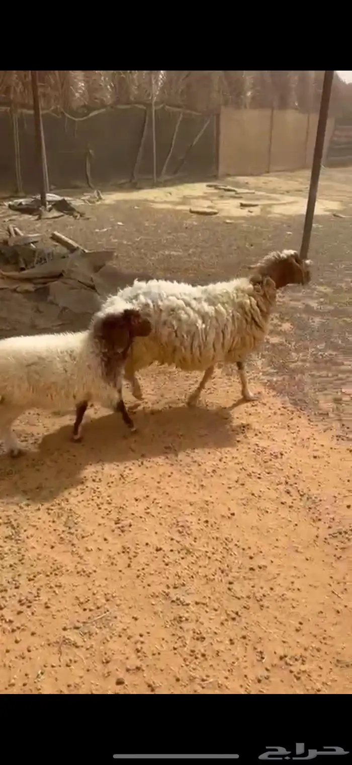 شاة متبع نعيميه وخرفان حريه تم البيييع 2